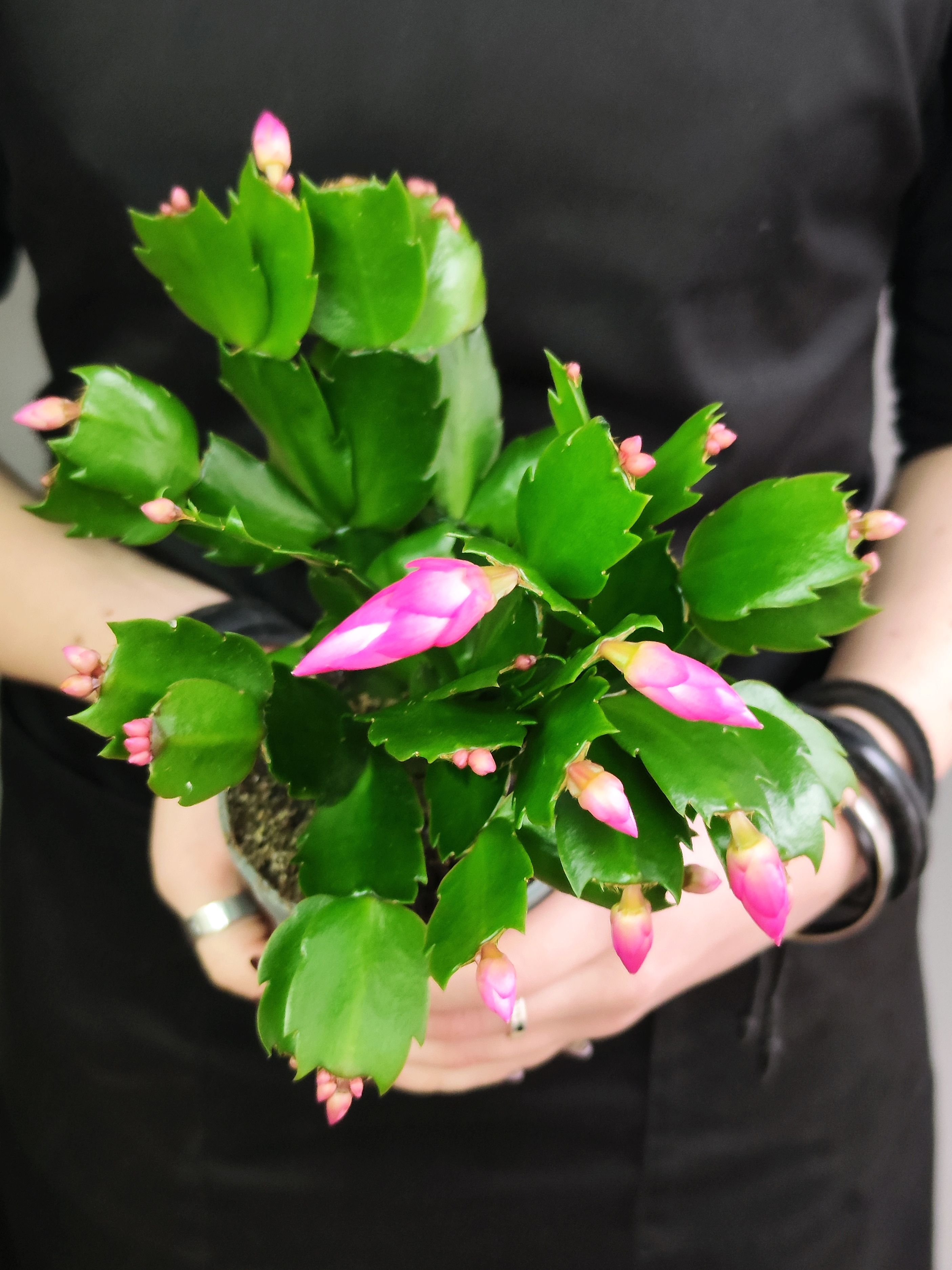 Декабрист Розовый, или Шлюмбергера (Schlumbergera Tendenza Rosa) D9см