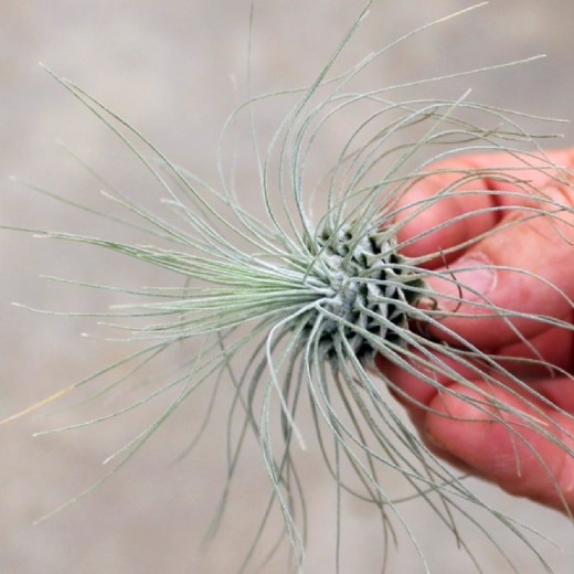 Тилландсия Серебристая (Tillandsia Argentea)