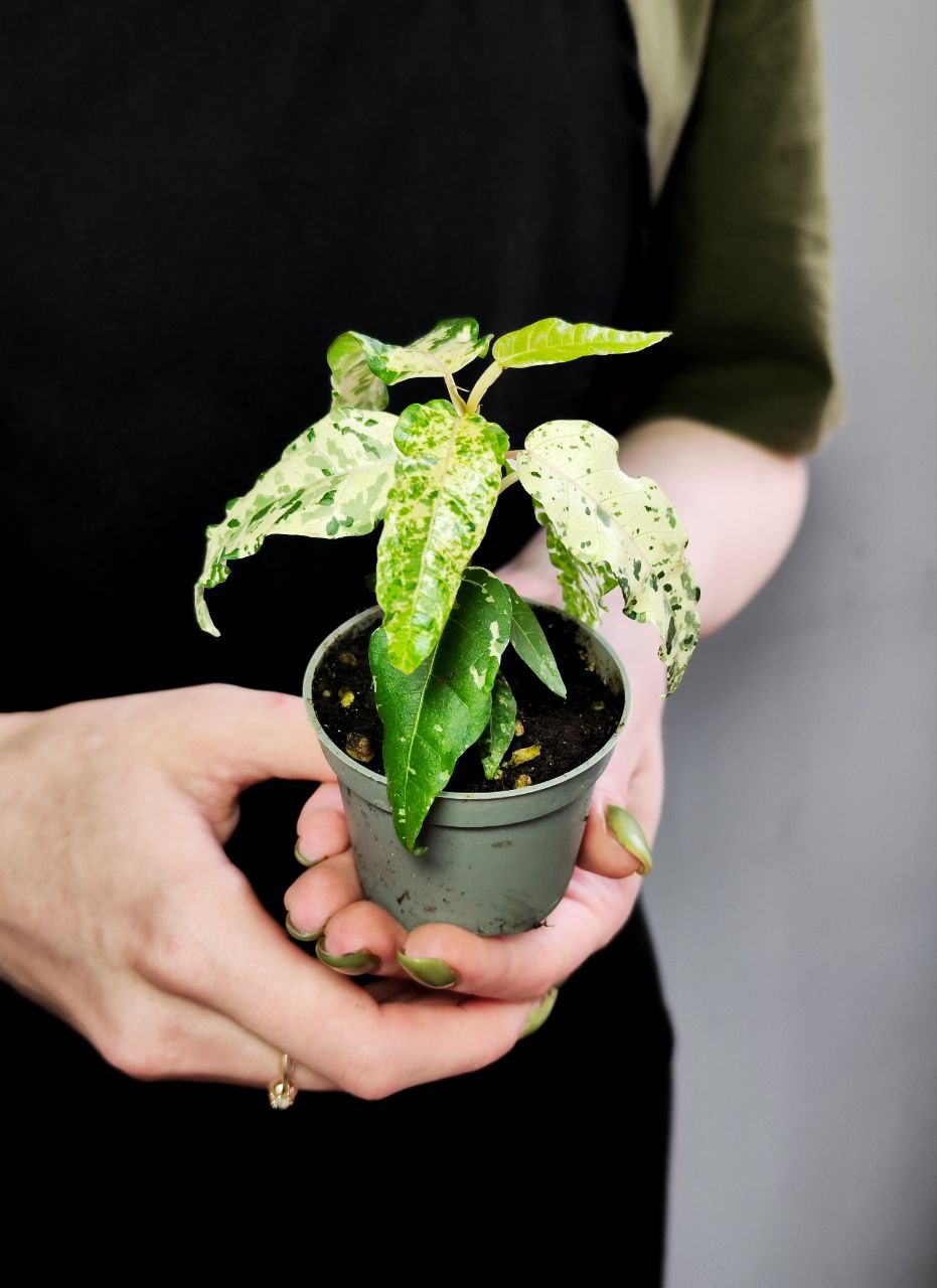 Фикус Альтиссима Нью Клон (Ficus Altissima New Clon) D6см