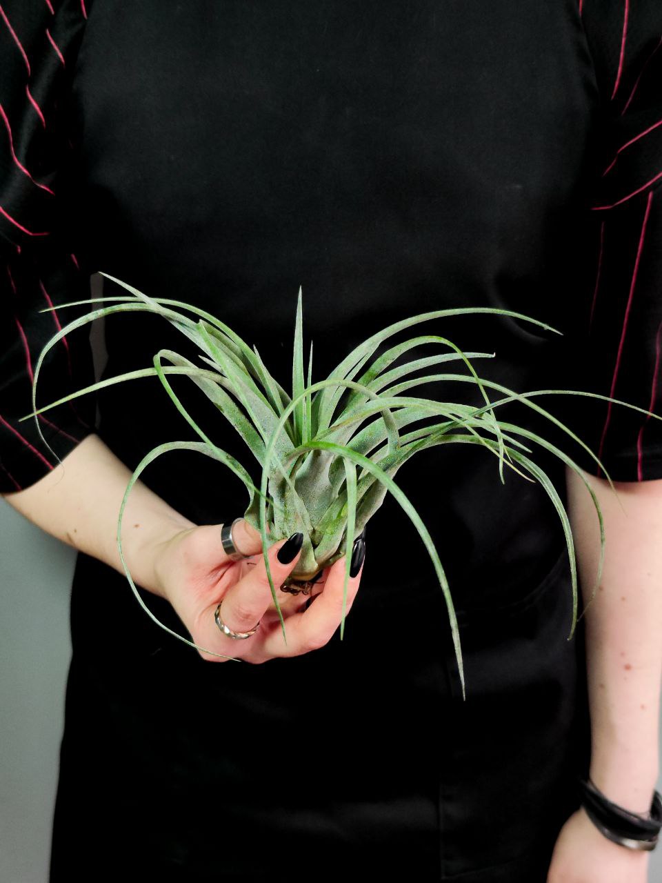 Тилландсия Курли Сильвер (Tillandsia Curly Silver)