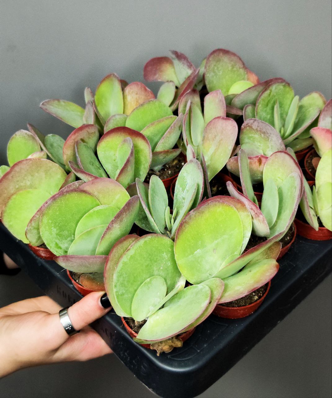 Каланхоэ Тирсифлора Ред Липс (Kalanchoe Thyrsiflora Red Lips) D5см