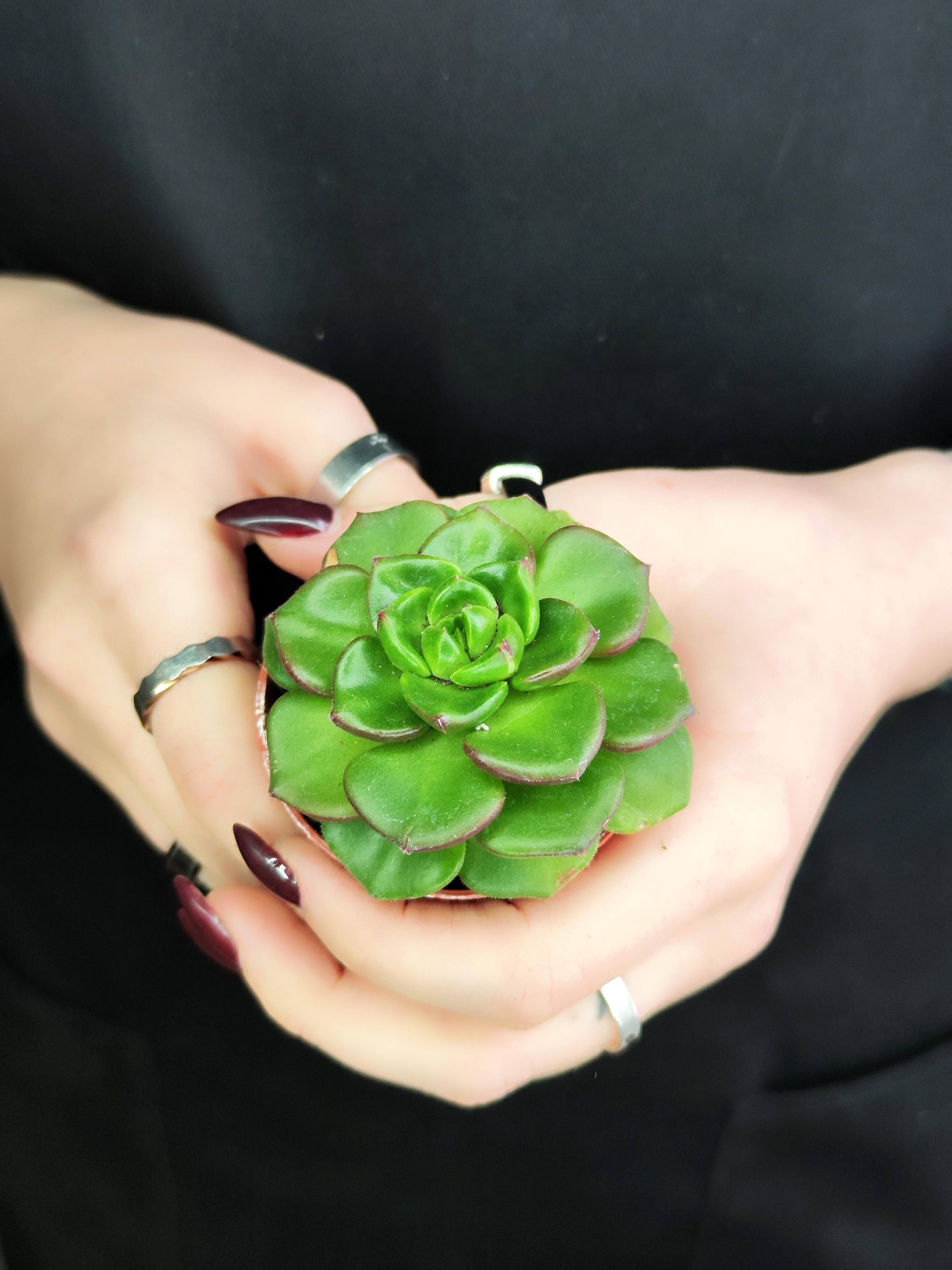 Эхеверия Мультикаулис (Echeveria Multicaulis) D5см