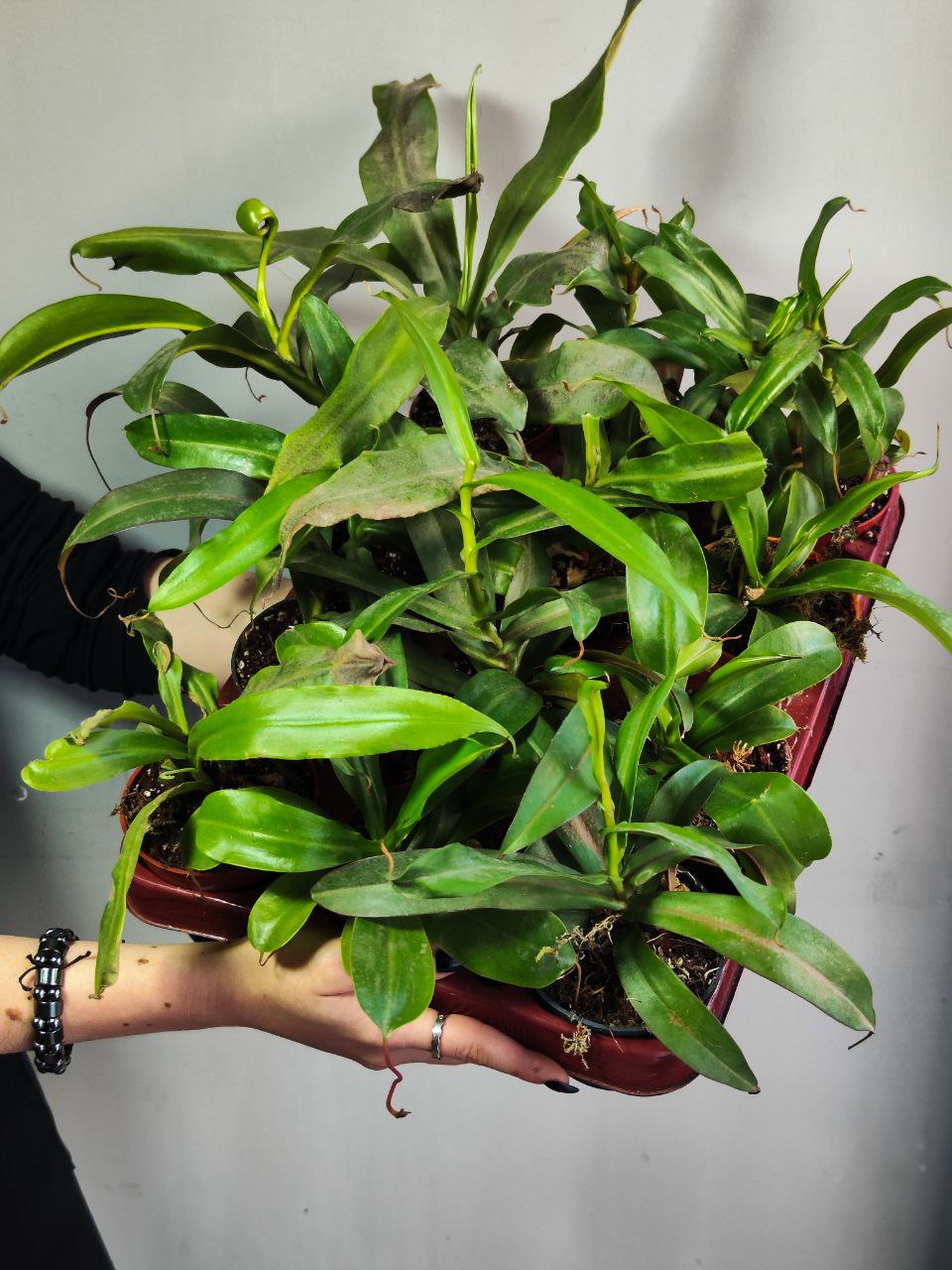Непентес микс уцен. (Nepenthes Mix) D9см