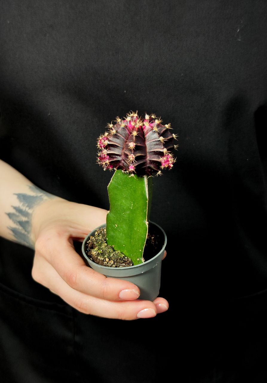 Кактус Гимнокалициум Михановича Бордовый (Gymnocalycium Mihanovichii Maroon) D5см