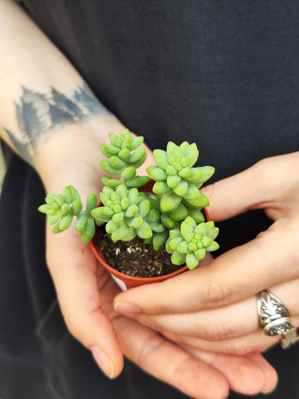 Седум Буррито (Sedum Burrito) D5см