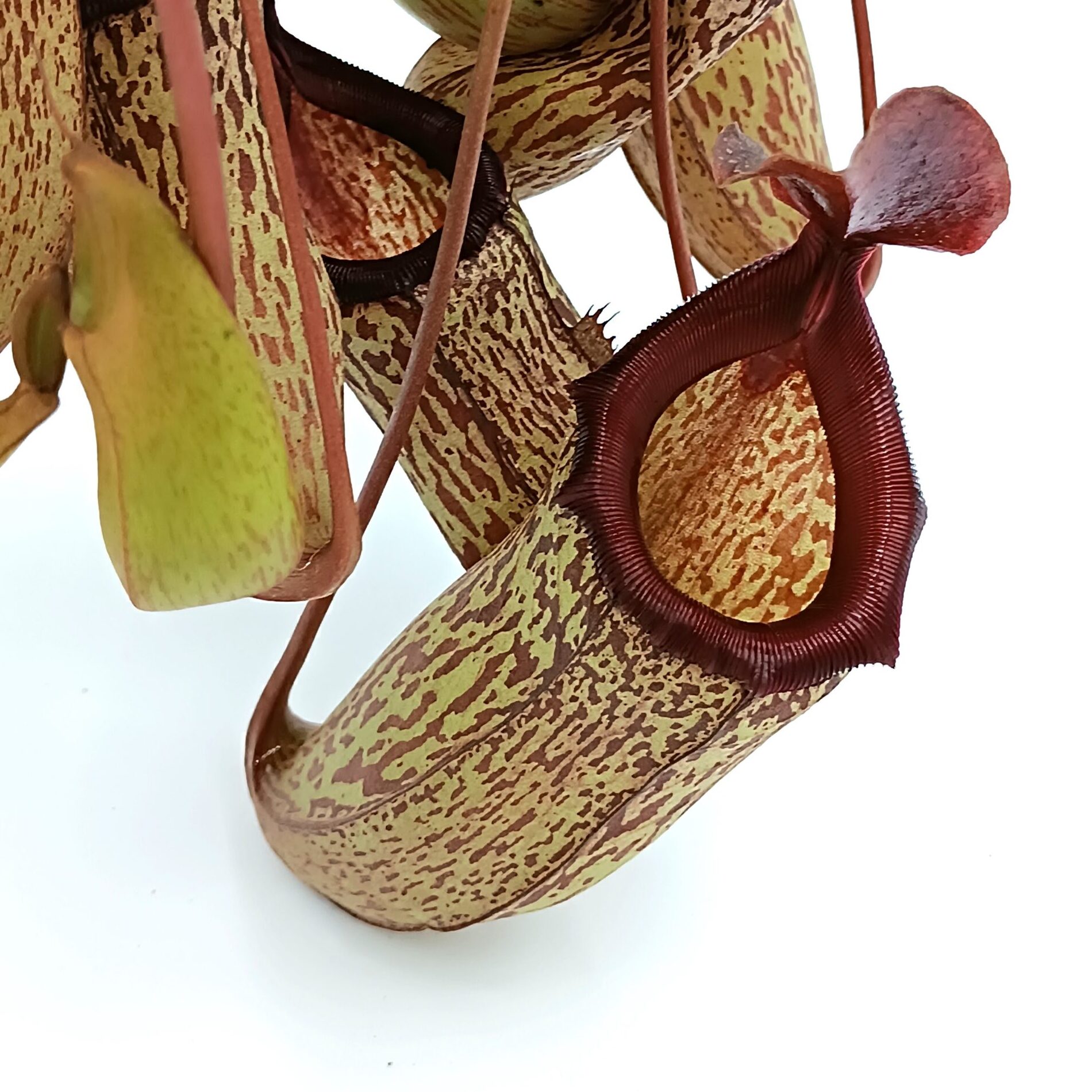 Непентес Сэм (Nepenthes Sam) D14см