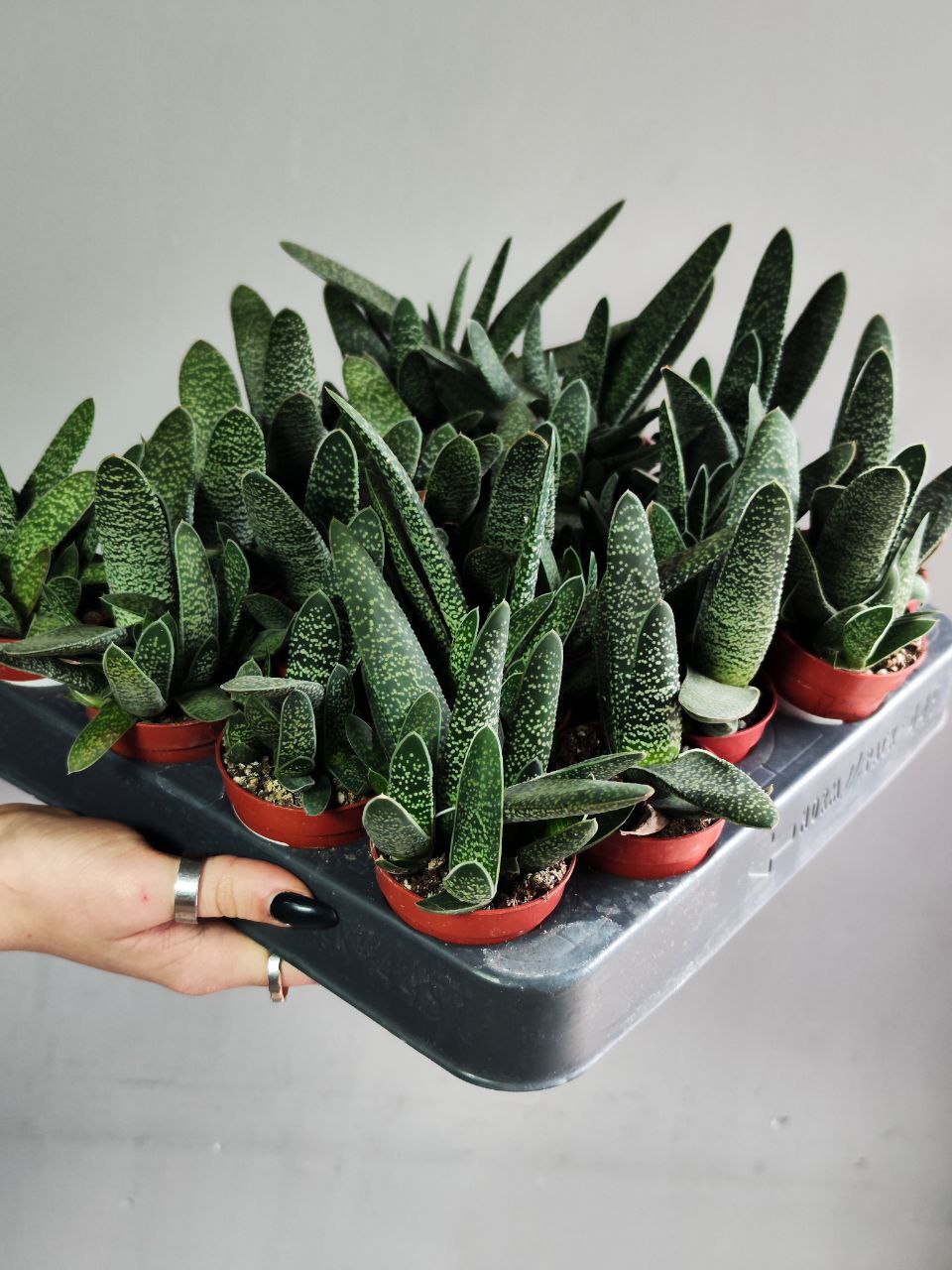 Гастерия Пятнистая (Gasteria Maculata) D5см