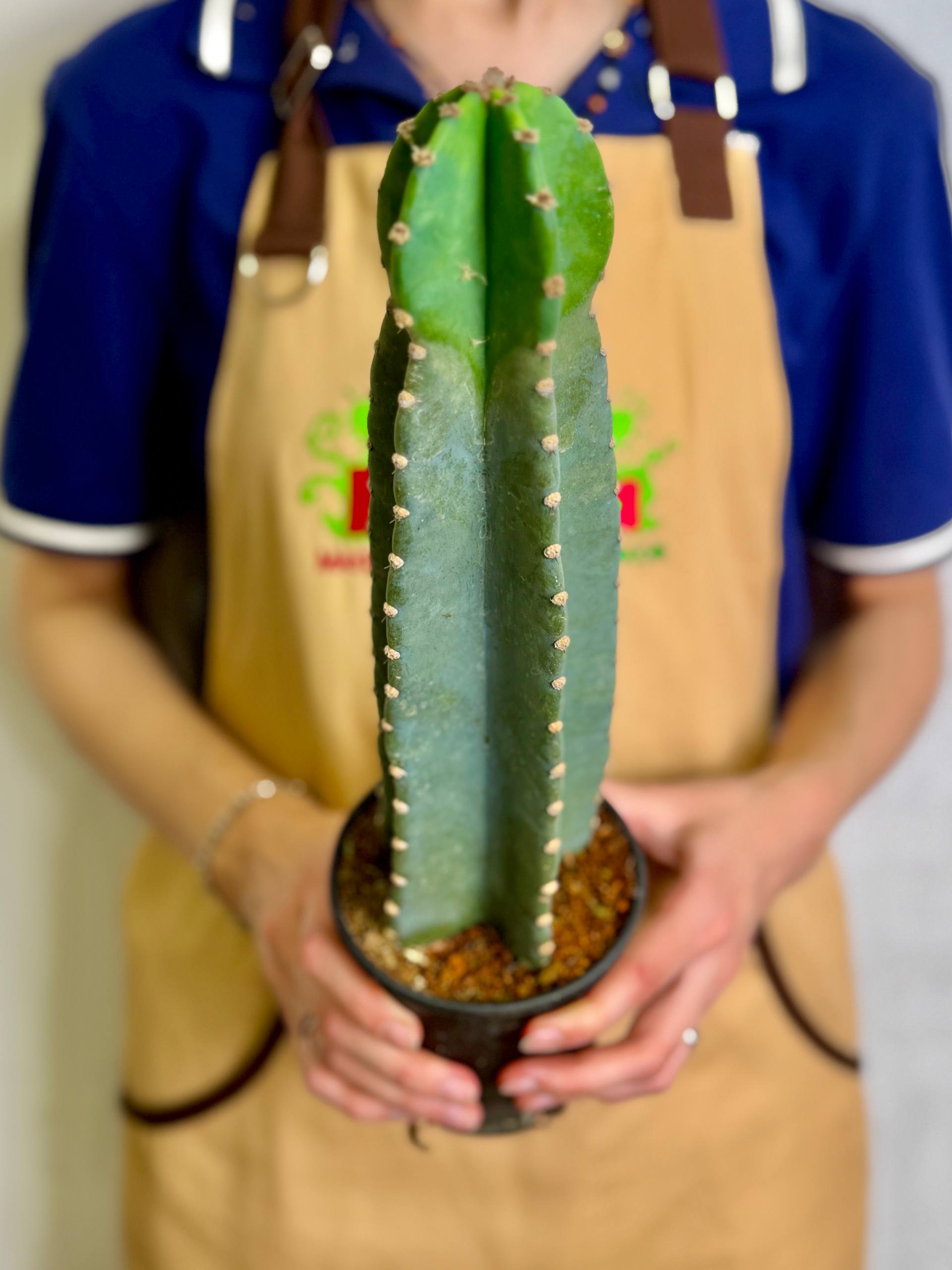 Китайский Цереус, Кактус Cанзанг (Cactus Sanzang) D11см