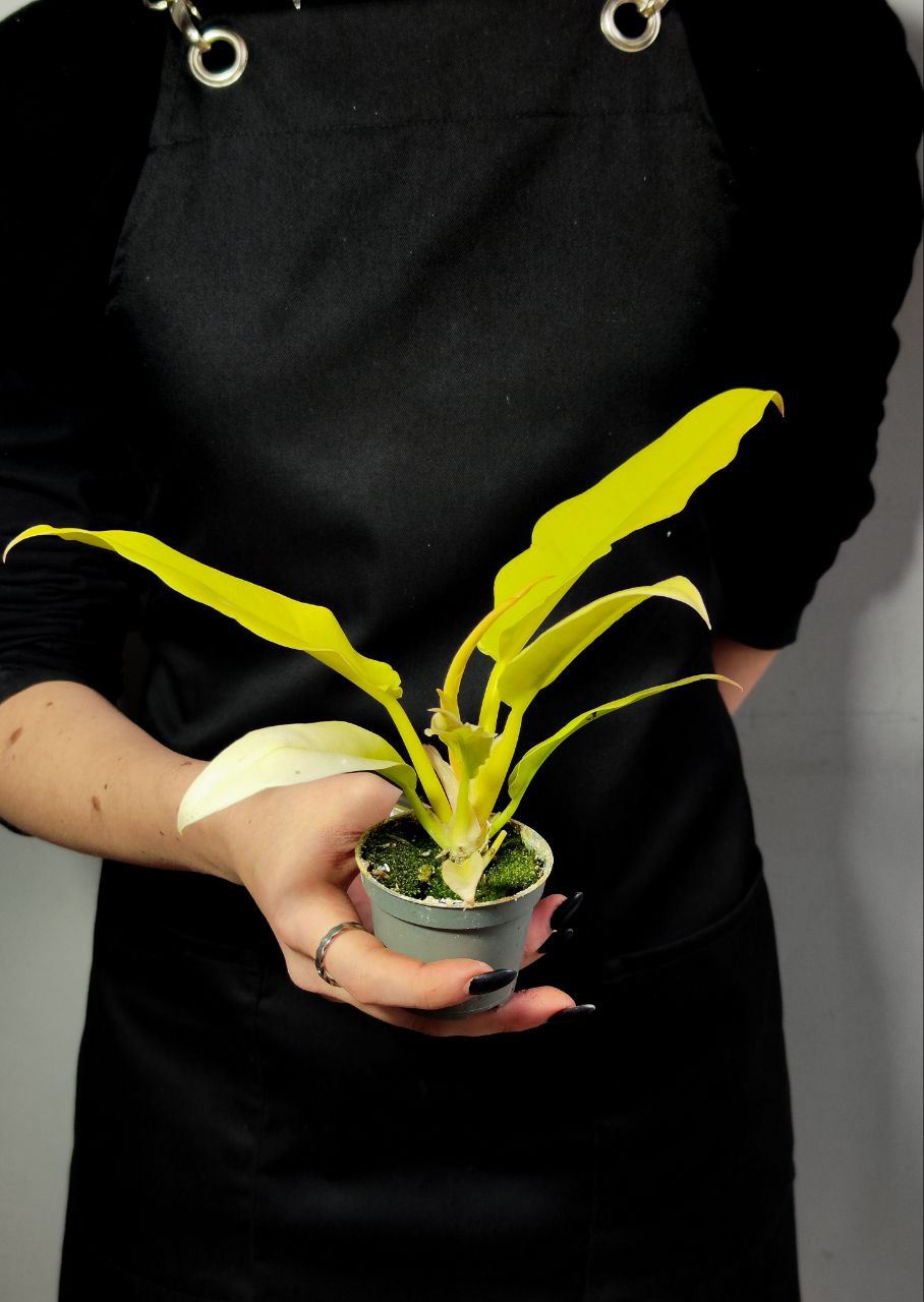 Филодендрон Голден Сворд (Philodendron Golden Sword) D6см