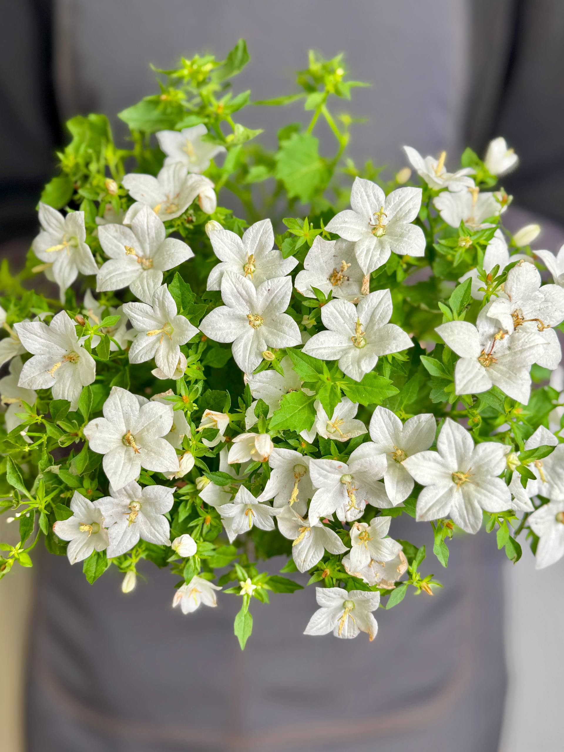 Кампанула Изофилла Белая, или Колокольчик Невеста (Campanula Isophylla White) D11см