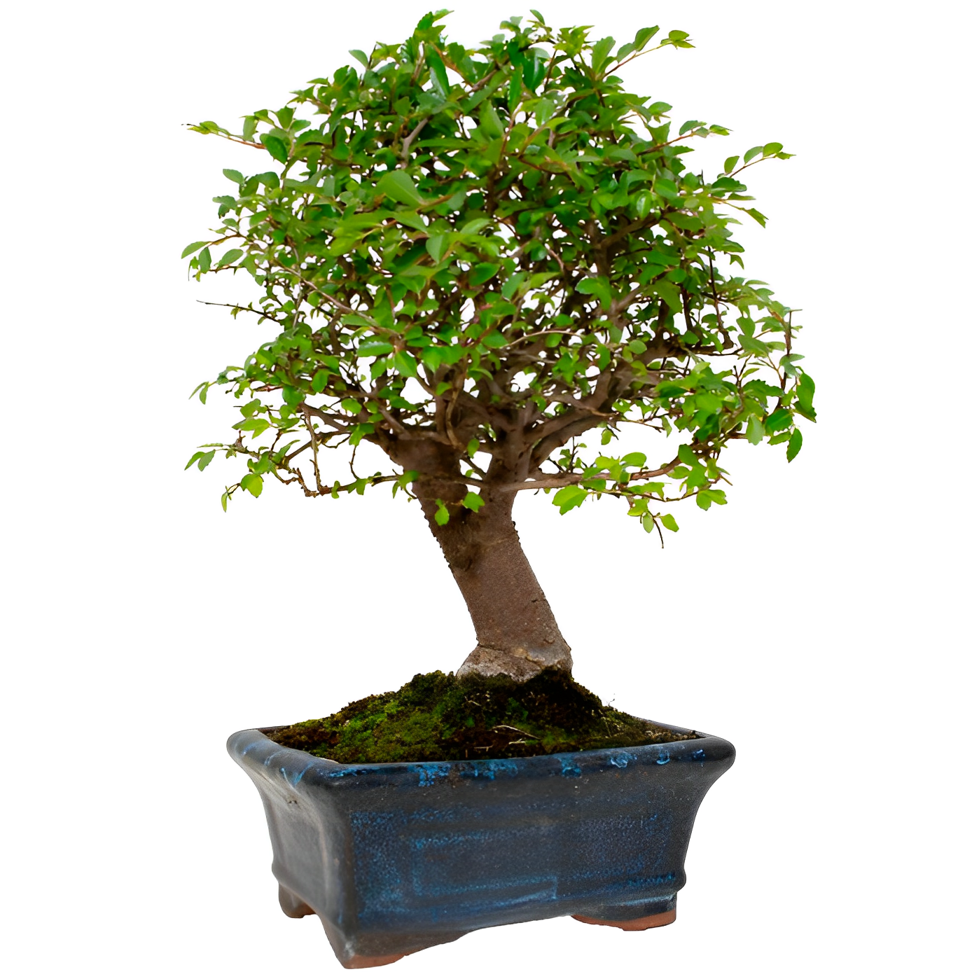 Бонсай Вяз Мелколистный Прямой (Ulmus Parvifolia)