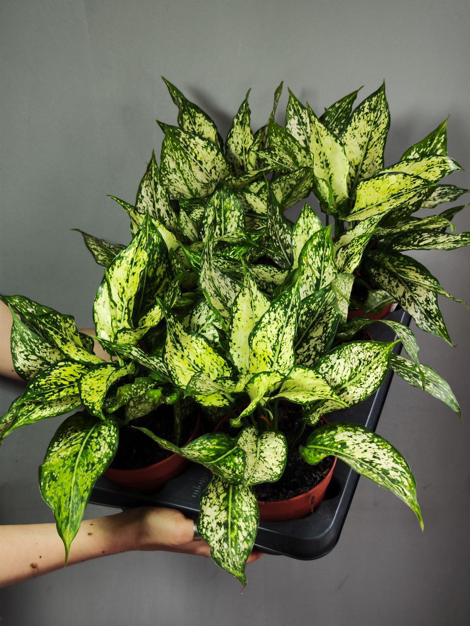 Аглаонема Спринг Сноу (Aglaonema Spring Snow) D12см