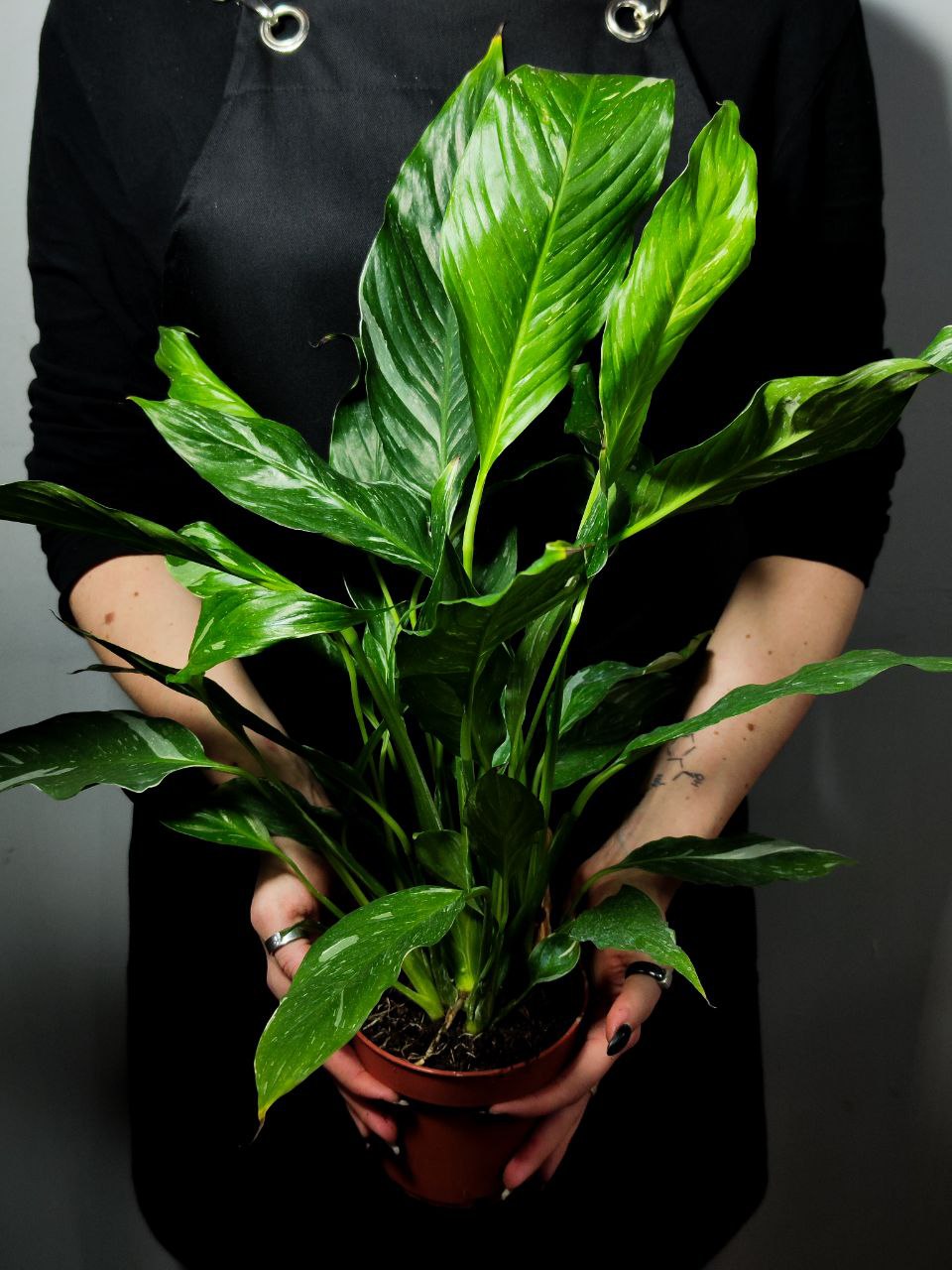 Спатифиллум Домино (Spathiphyllum Domino) D12см