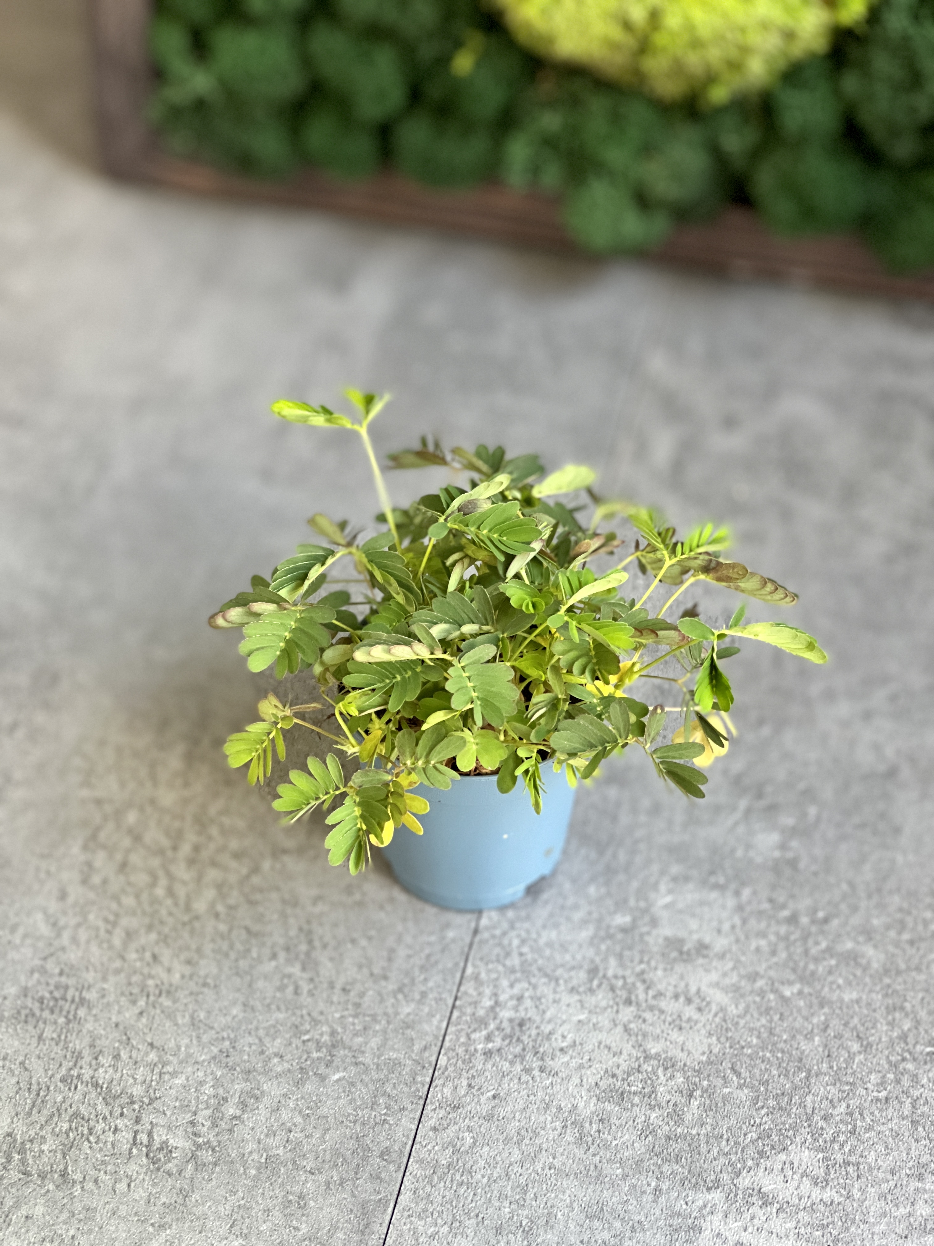 Стыдливая мимоза (Mimosa Pudica) D6см