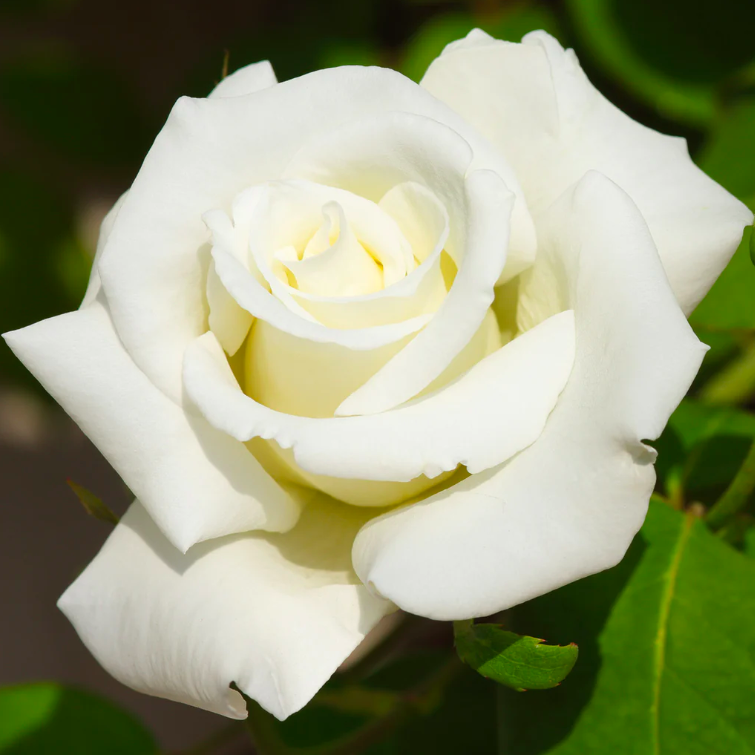 Роза Даника комнатная белая (Rosa Danica "White") D6см