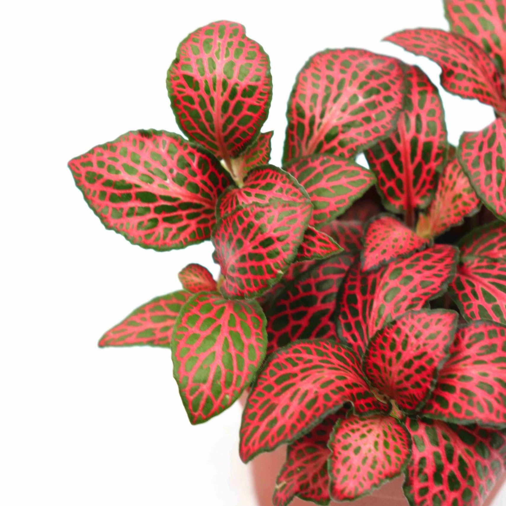 Фиттония Форест Флейм (Fittonia Forest Flame) D8,5см