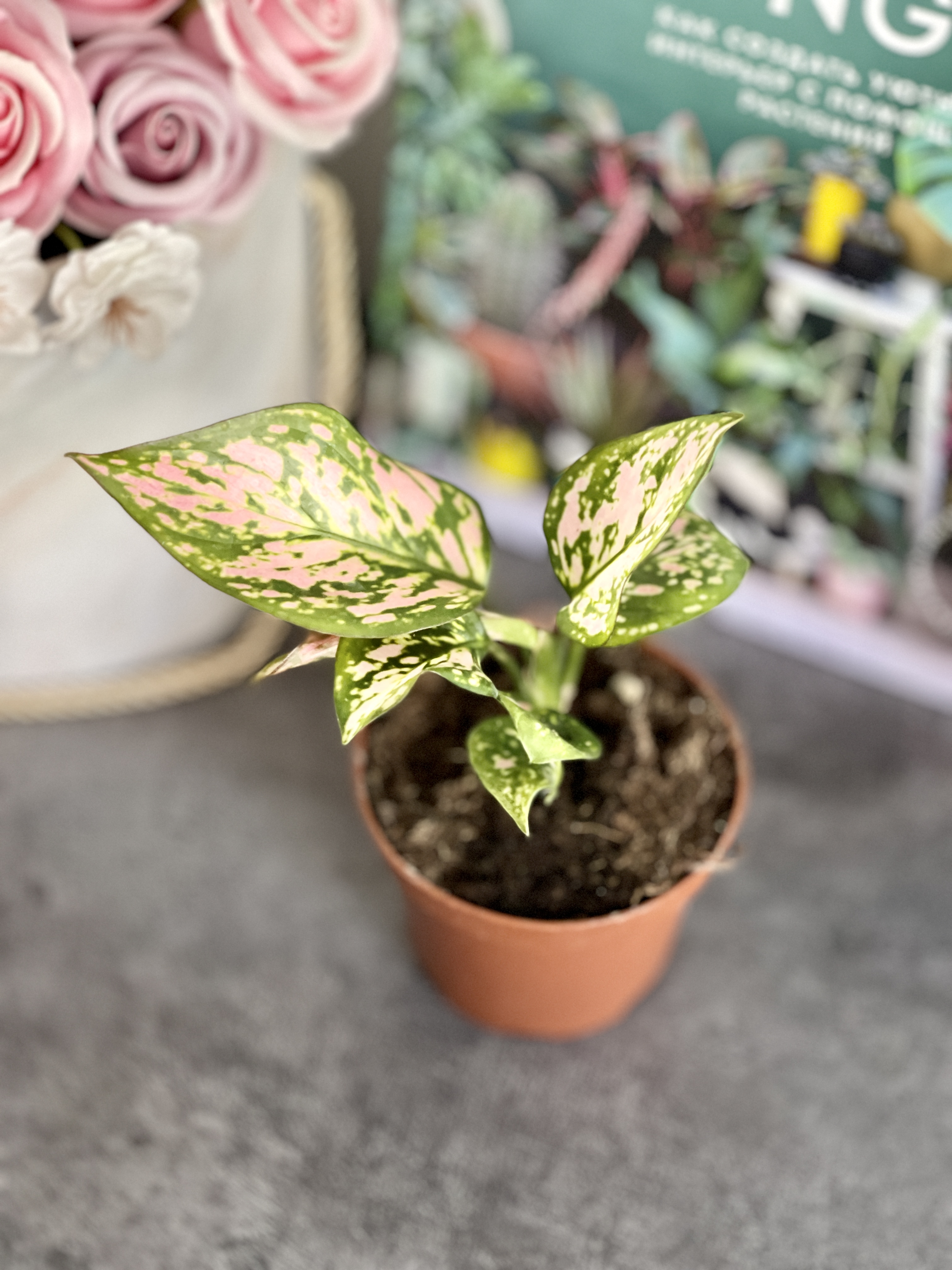 Аглаонема Пинк Бьюти (Aglaonema Pink Beauty) D9см