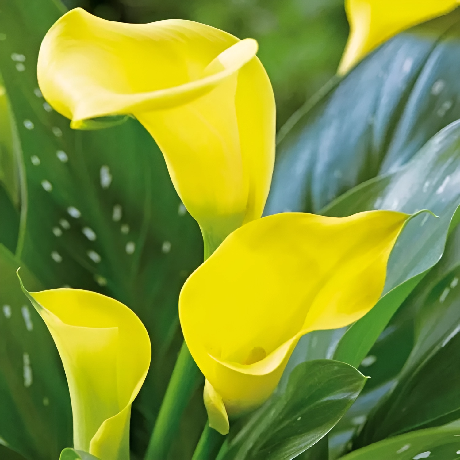 Зантедеския Желтая (Zantedeschia Yellow) D12см