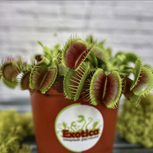 Венерина Мухоловка "Змей Горыныч" (Dionaea Muscipula) D12см