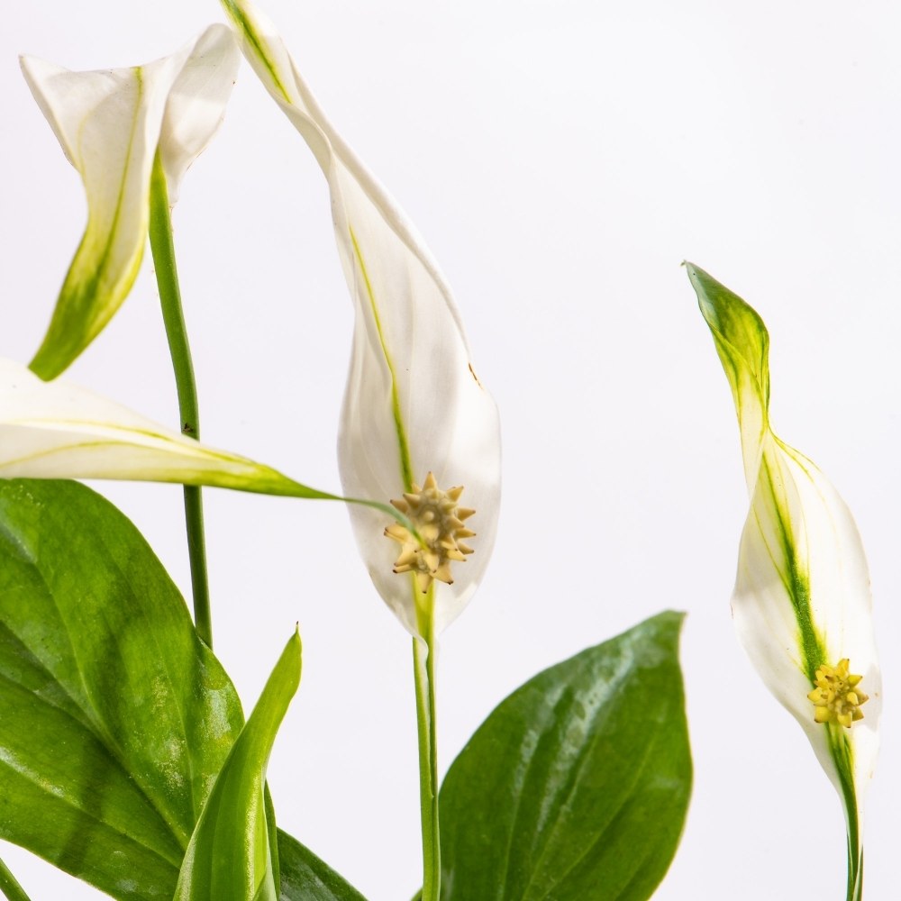 Спатифиллум Перл Купидо (Spathiphyllum Pearl Cupido) D7см