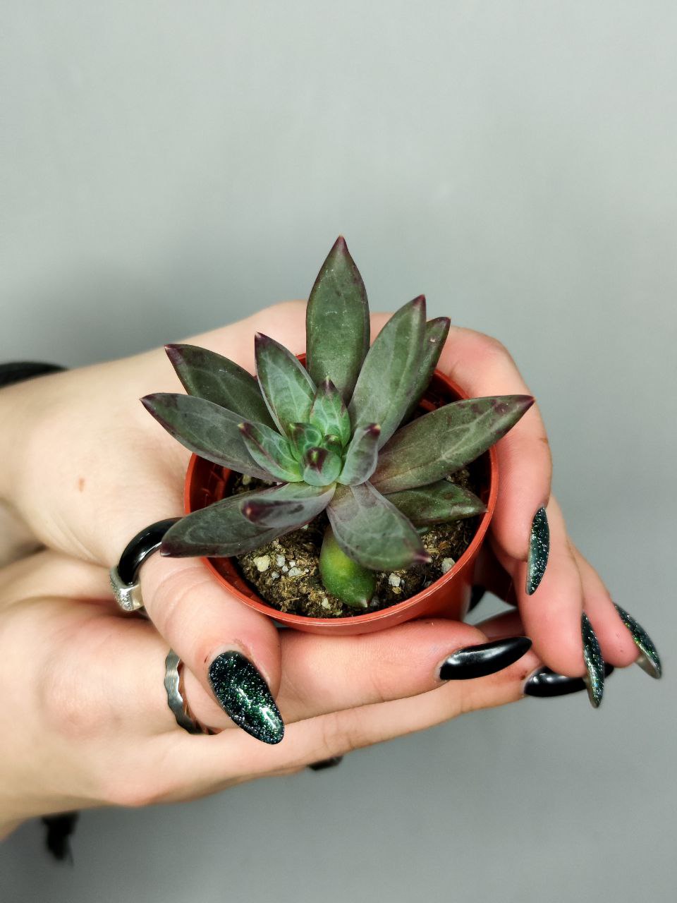 Эхеверия Элегантная (Echeveria Elegant) D5см