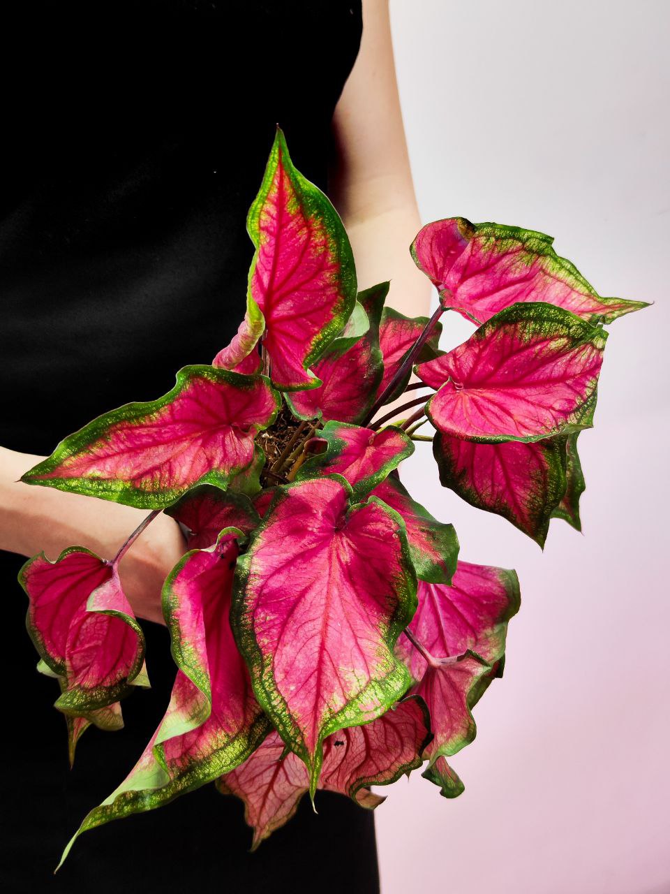 Каладиум Биколор Возлюбленная Флорида (Caladium Bicolor Florida Sweetheart) D12см