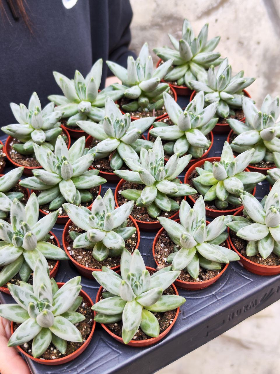 Пахифитум Компактный (Pachyphytum Compactum) D5см