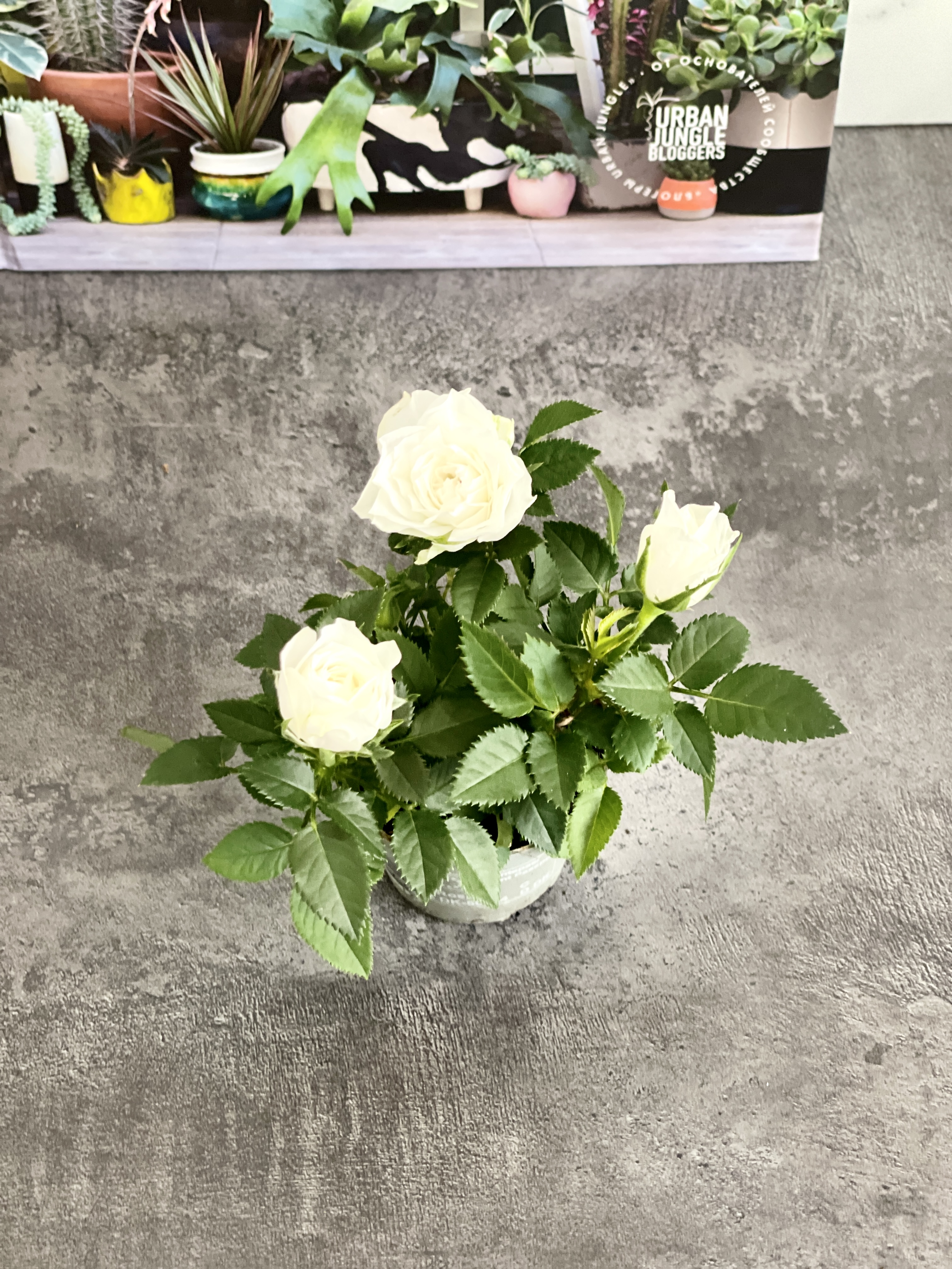 Роза Даника комнатная белая (Rosa Danica "White") D6см