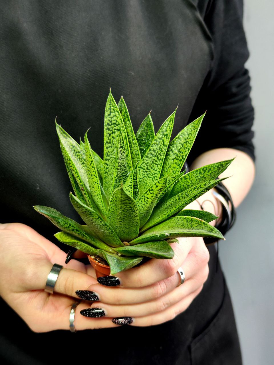 Гастерия Тиго (Gasteria Tiga) D5см