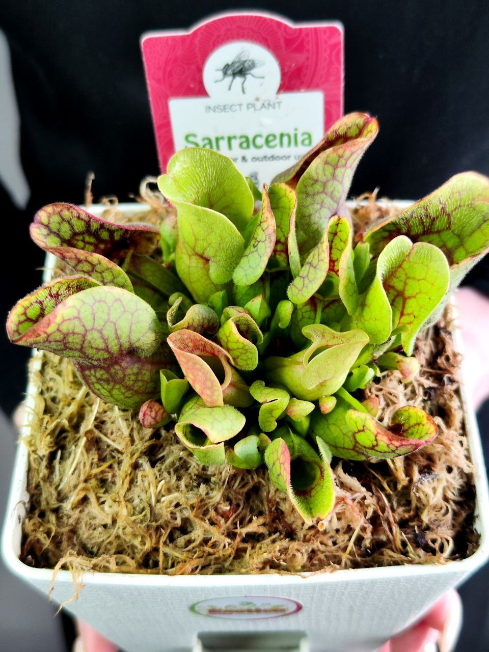 Саррацения Веноза Красная (Sarracenia Venosa Red) пересаженная D12см