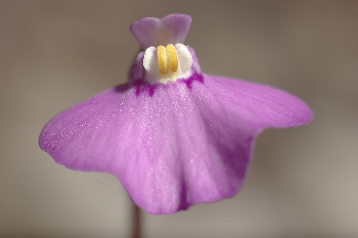 Пузырчатка одноцветковая (Utricularia uniflora) D9см
