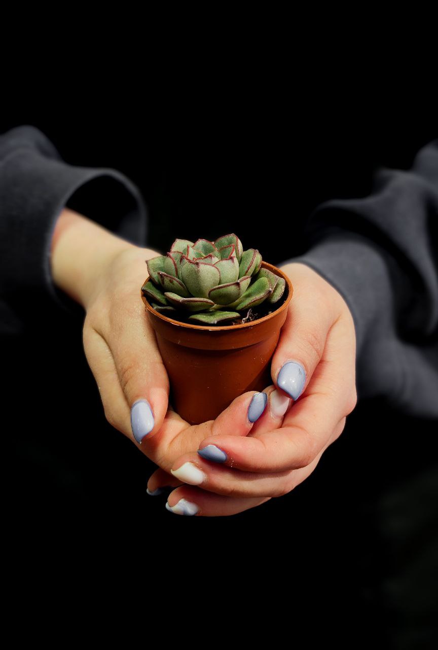 Эхеверия Морани (Echeveria Moranii) D5см
