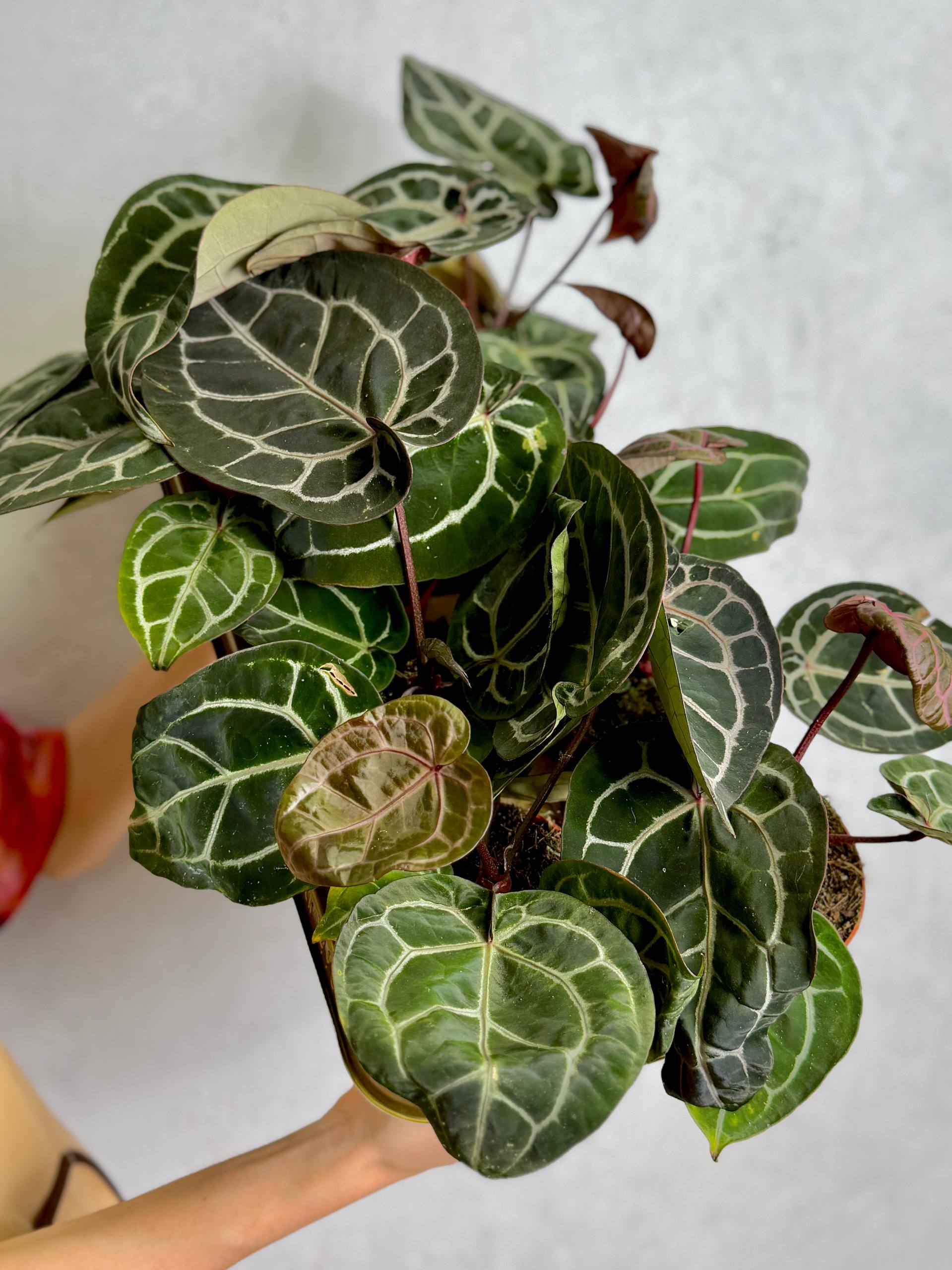 Антуриум Кристаллинум Ред (Anthurium Crystallinum Red) D12см