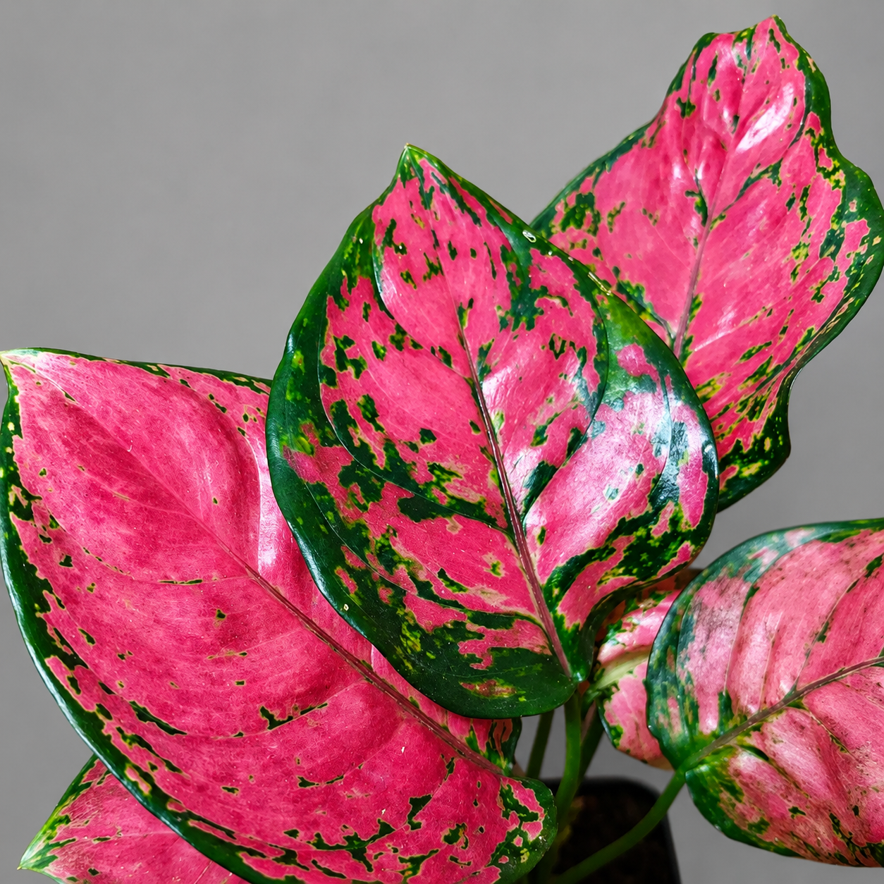 Аглаонема Бьюти (Aglaonema Beauty) D6см