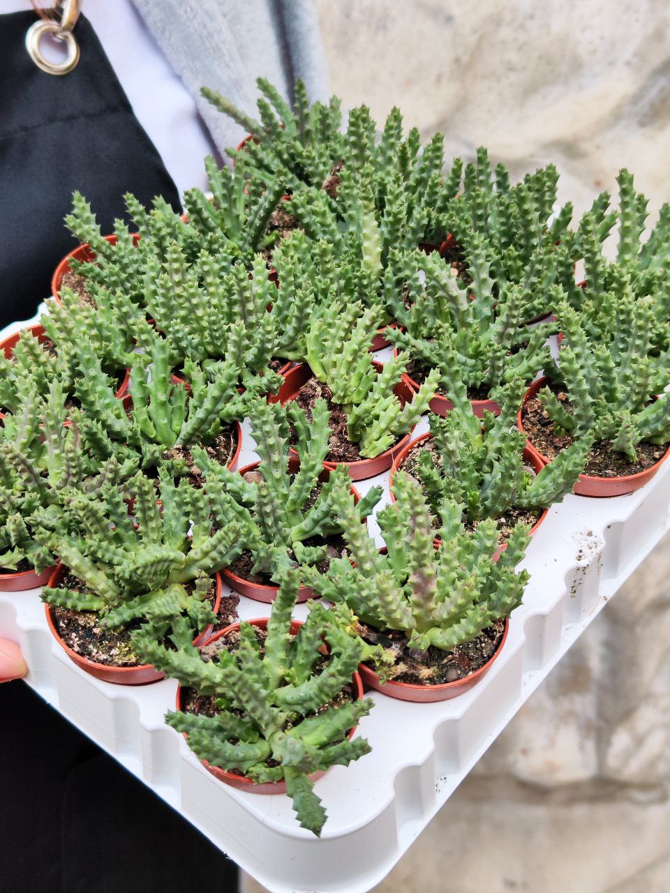 Стапелия Пестрая (Stapelia Variagata) D5см