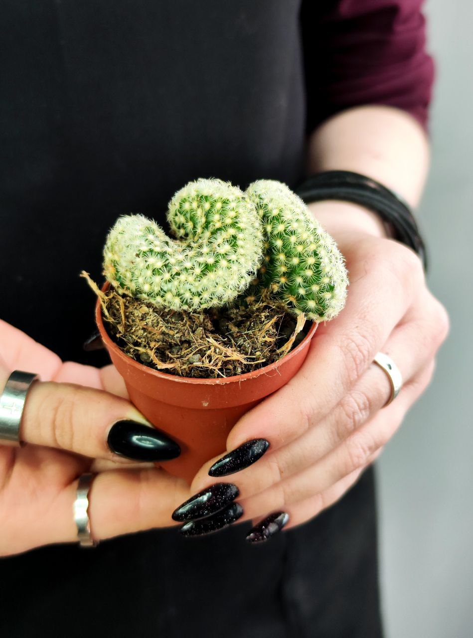 Кактус Маммиллярия Кристата Микс (Cactus Mammillaria Crestata Mix) D5см
