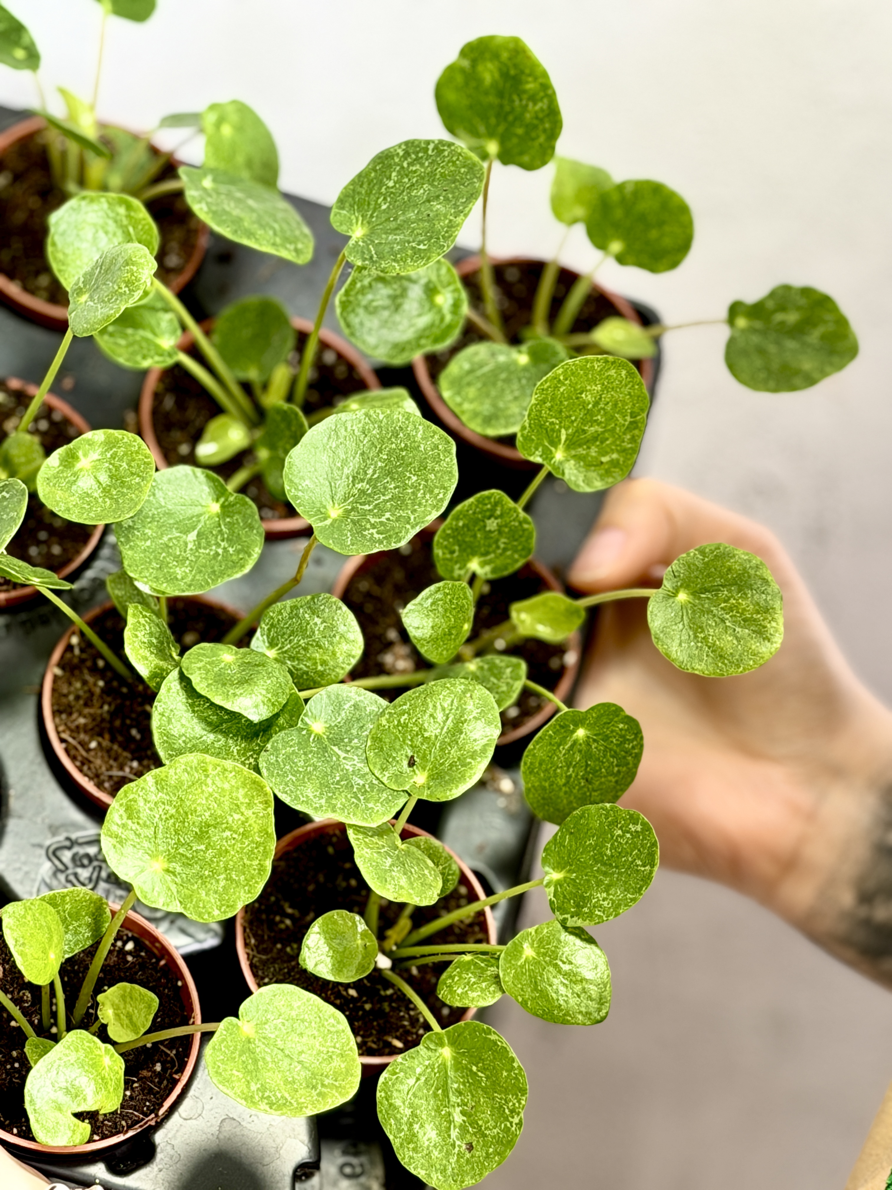 Пилея Пеперомиевидная Шугар (Pilea Peperomioides Sugar) D5см