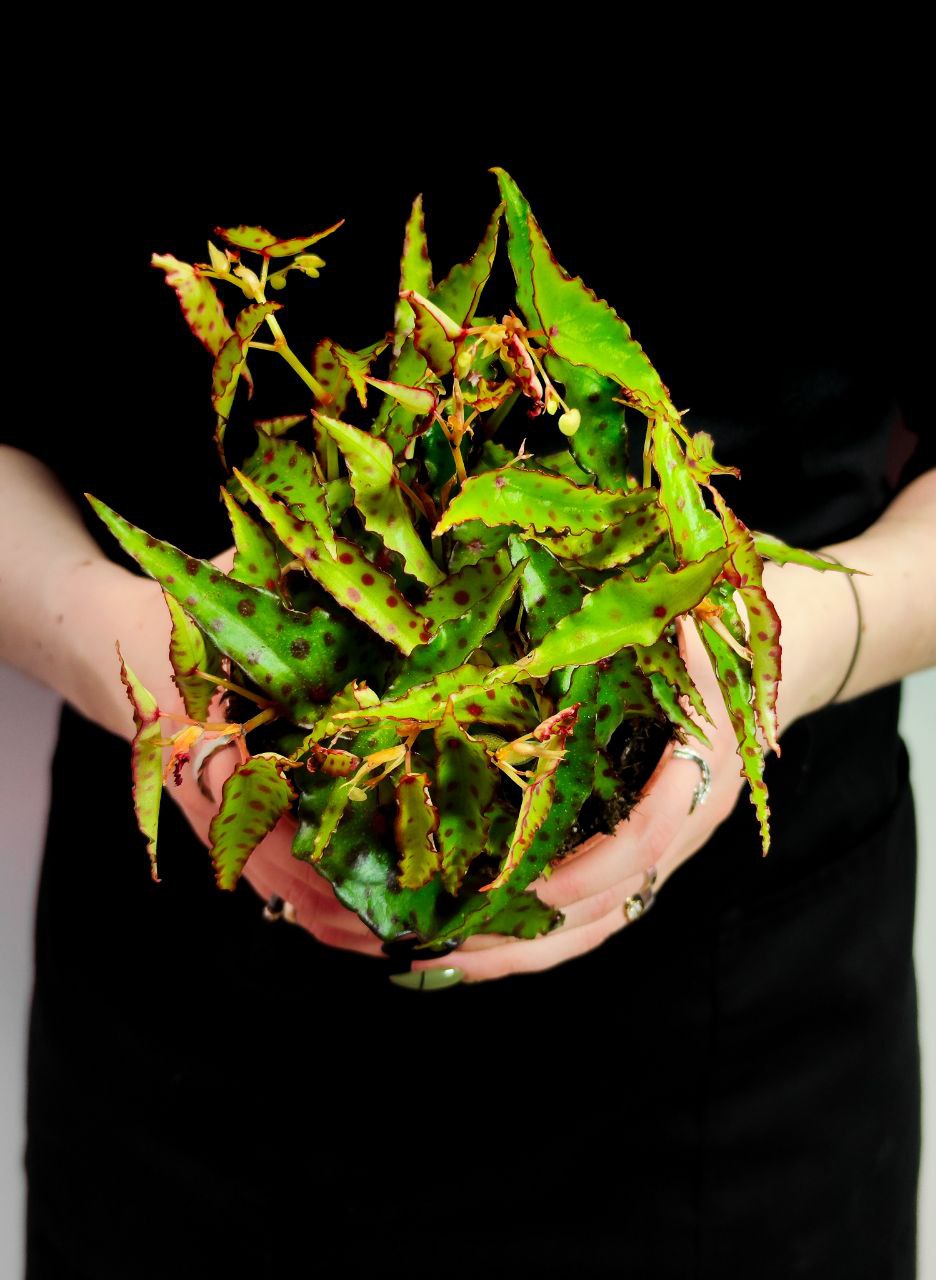 Бегония Амфиоксус (Begonia Amphioxus) D8см