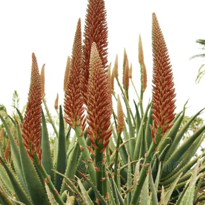 Алоэ Рейтзи, или Алоэ Рейтса (Aloe Reitzii) D5см