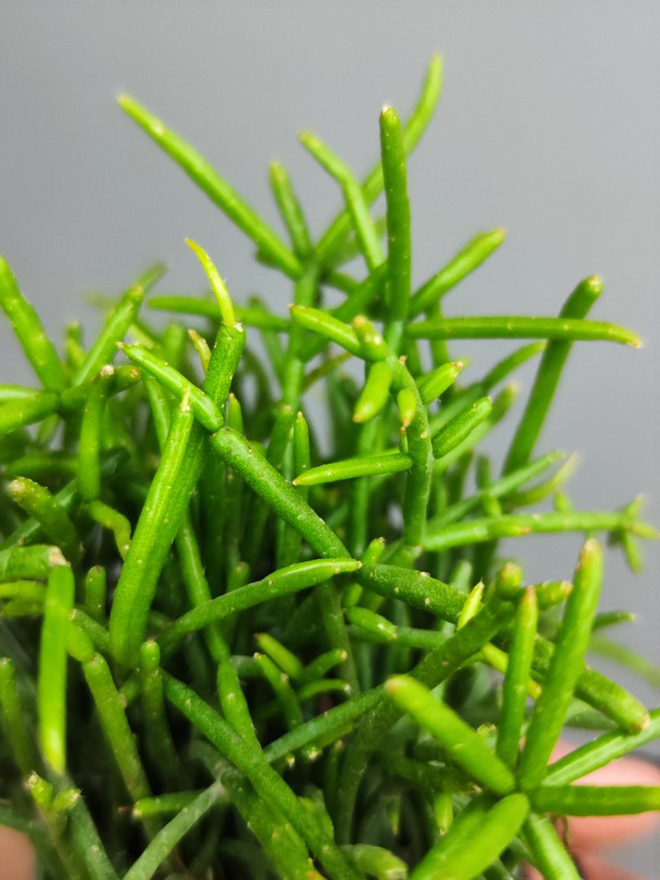 Рипсалис Кассута (Rhipsalis Cassutha) D5см
