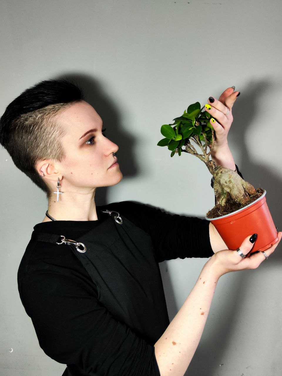 Фикус Микрокарпа (Ficus Мicrocarpa) D12см