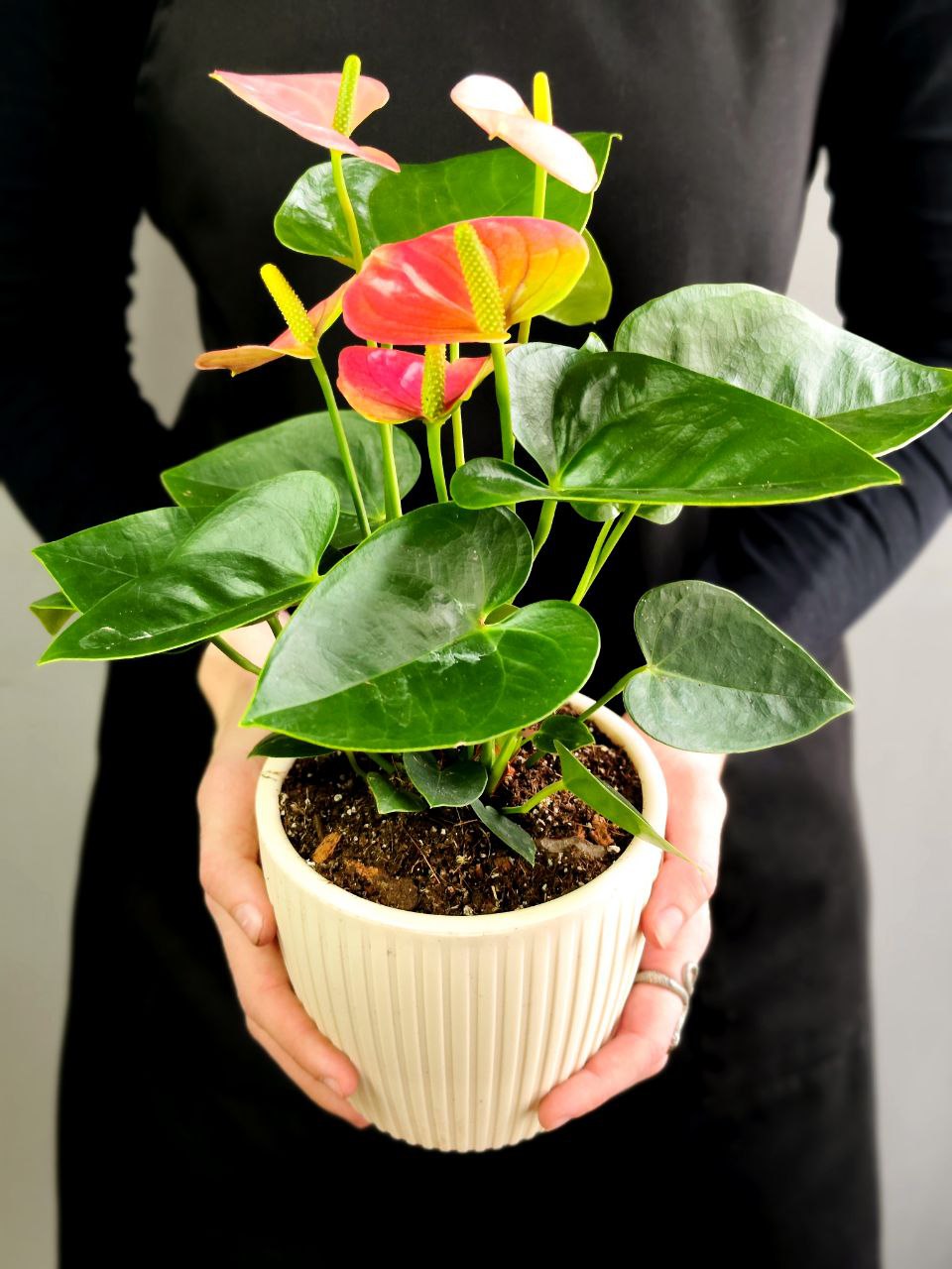 Антуриум Андре Микс (Anthurium Аndraeanum Mix), пересаженный D12см