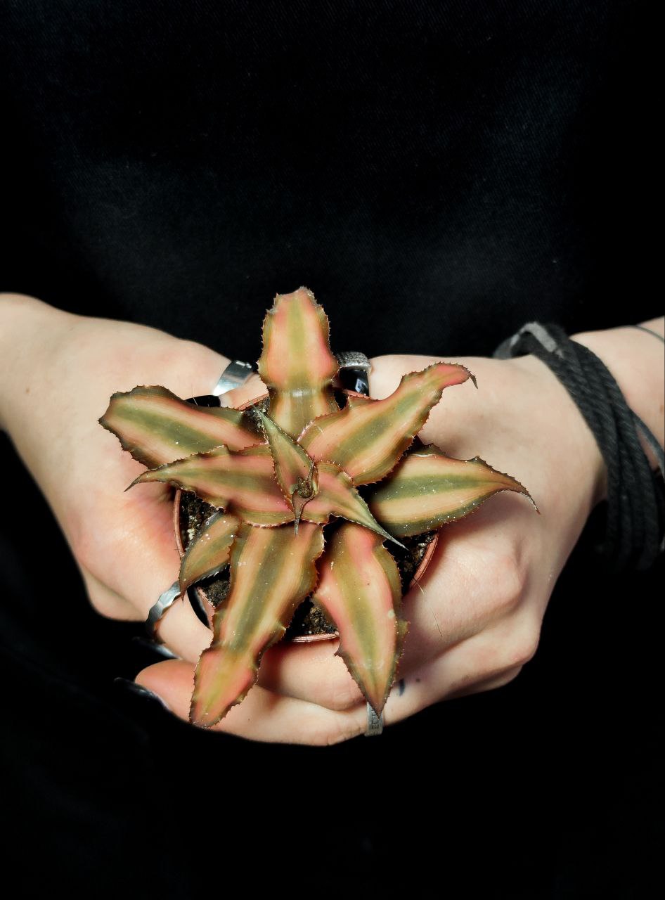 Криптантус Шоколадный (Cryptanthus Bivittatus Chocolate Soldier) D5см