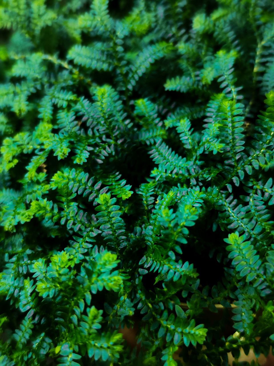 Селагинелла Пикок (Selaginella Peacock) D12см