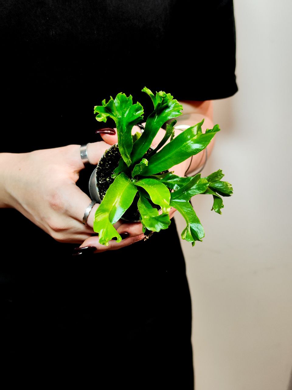 Асплениум Лесли (Asplenium Antiquum Leslie) D6см