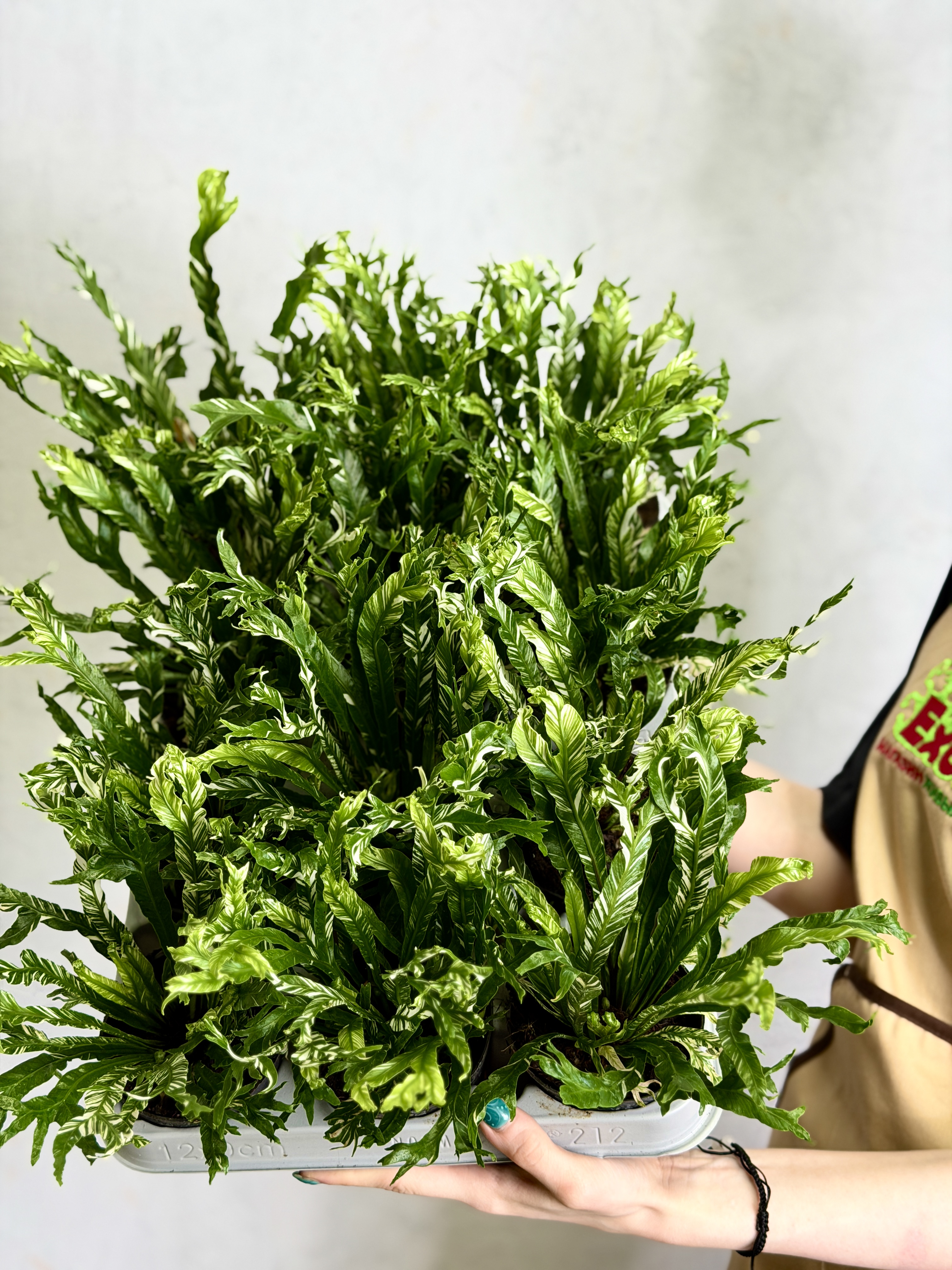 Асплениум Нидус Вариегатный (Asplenium Nidus Variegata) D9см