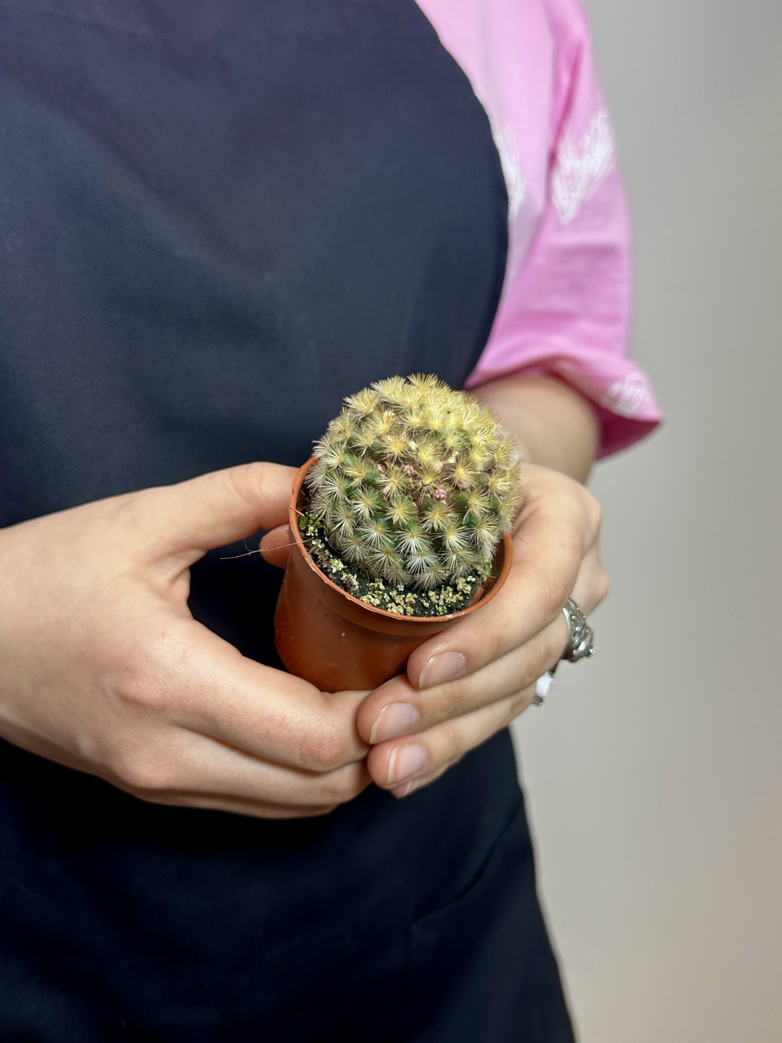 Маммиллярия Кармен Рубриспина (Mammillaria Carmenae Rubrispinus) D5см