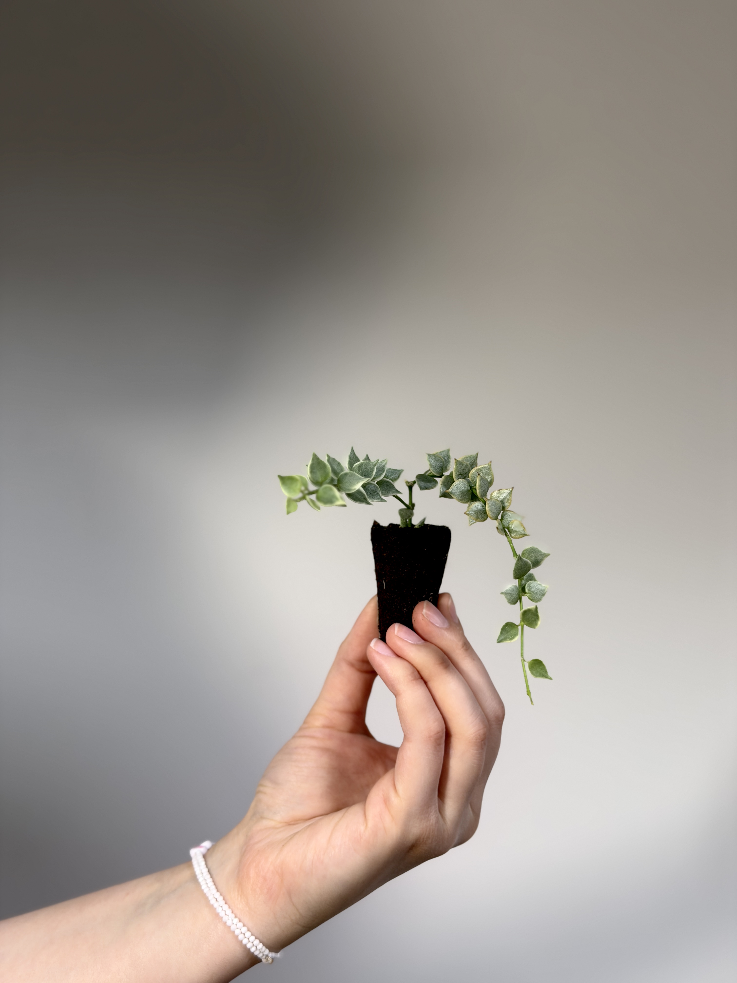 Дисхидия Русифолия Вариегатная (Dischidia Ruscifolia Variegata) D5см