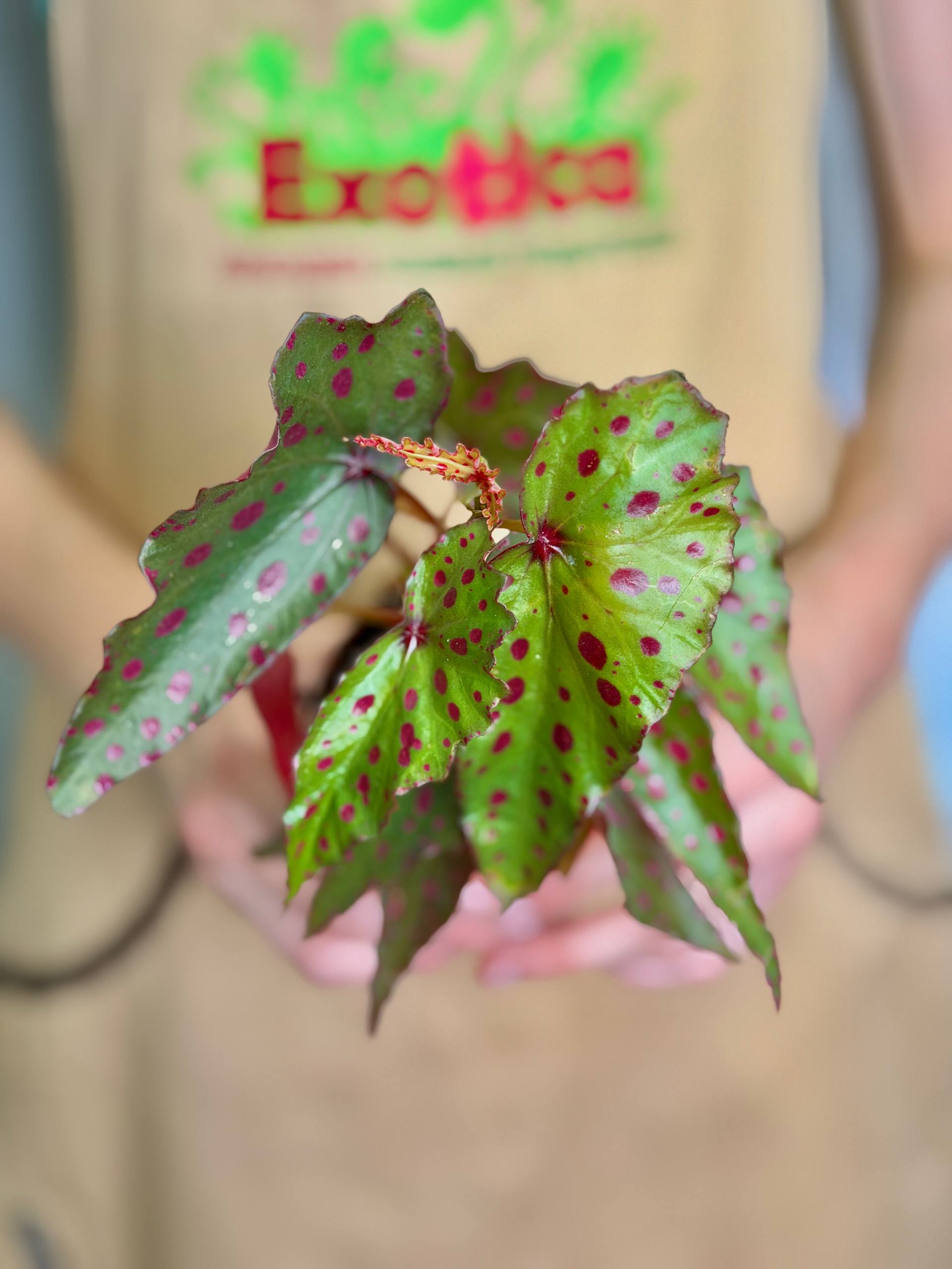 Бегония Пинк Дотти (Begonia Pink Dotty) D8см