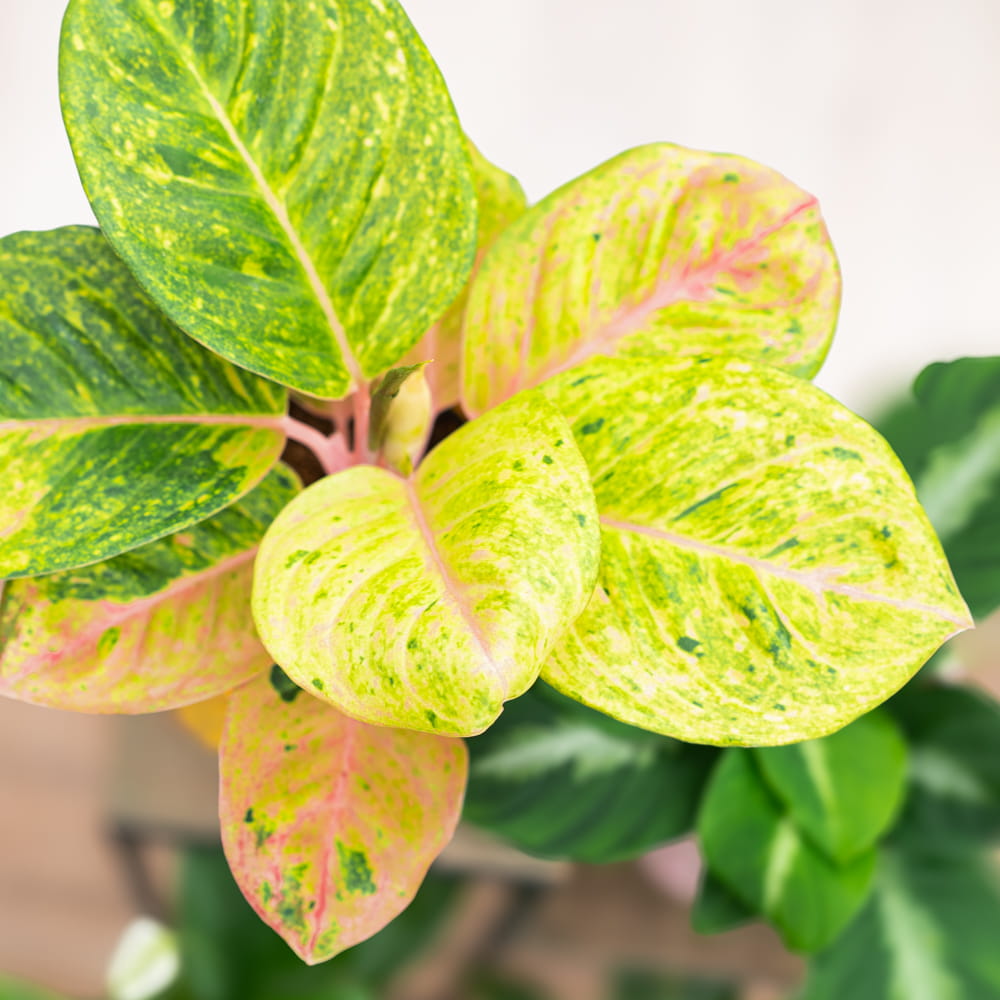 Аглаонема Эпл Фэнтези (Aglaonema Apple Fantasy) D12см